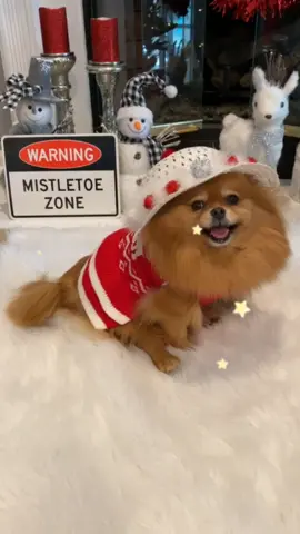 Which is your favorite holiday outfit? #expectationvreality #goodbye2019 #pomeranian #princess #newyear #fyp #foryou #feature @tiktok @tiktokglobal