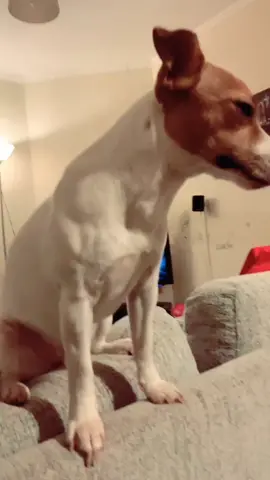 #jackrussel #petlover