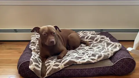 Is it too much to ask? #tatumtalks #dog #dogsoftiktok #talkinganimals #foryou