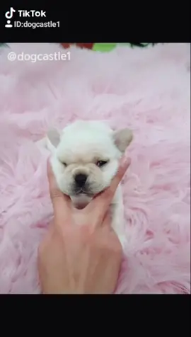 #pugpuppy #dog #cutepuppy #doggo #dogs #puppydog #puppy #강아지 #dogtricks #마이펫 #고양이 #반려동물 #puppet #doga #doglife #mydog #듀엣 #추천 #도그캐슬 #bts