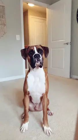 Treatz & skilzzz #georgetheboxer #foryou #4u #dogsoftiktok #foru #foryoupage #boxer #makemefamous #viralvideo #dog #doggo