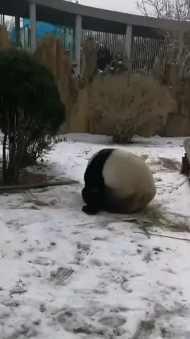 Let’s meet panda ball🐼☺️🐼#rolling #panda #rollingchallenge #justforfun #fyp #cute #dizzy