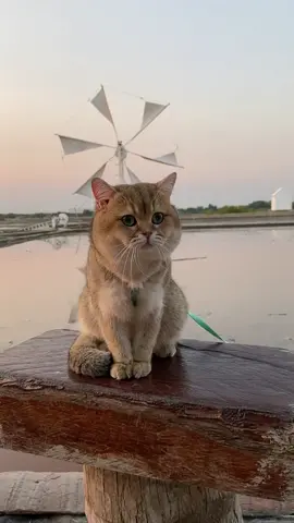 หลักกิโลแม่กลอง #ทาสแมว #ทาสแมวก็งี้เเหละ #คนรักแมว #แมวอ้วน #catsoftiktok #PetsOfTikTok