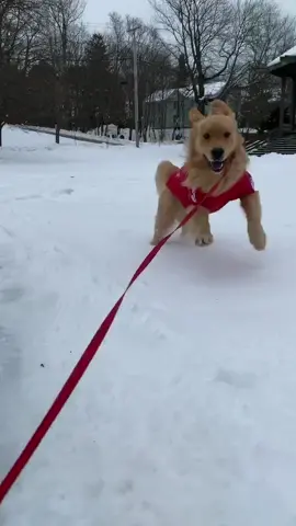Do you want to see pure happiness ❤️ #snowdog #ThatsWhatILike