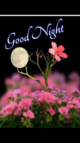 good night my dear friends ❤️❤️
