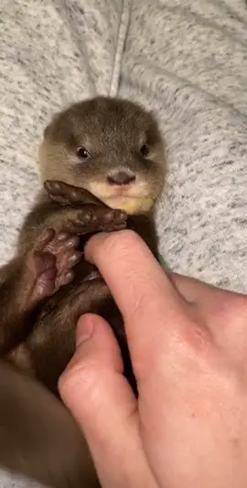 This little guy is just he cutest 🦦@zwfmiami #otter #animals #cuteanimals #babyanimals #futuretech #handgestures