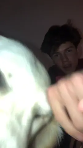 POV: you are 5 foot (cause i am definitely like 10’11” and my dog is 7’6”) and we want to say hi!