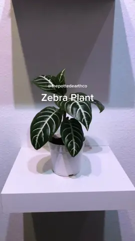 Aphelandra Squarrosa! #zebraplant #plantslover #plantmom #plantparents #houseplantclub #plantslover #plantsarelife #plantparent #plantlover