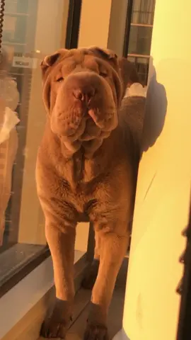 I love to play hide and go seek 🐶 #sharpei #puppy #dog #sharpeis #sharpeilove #pei #cute #foru #fyp #foryoupage #foru