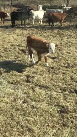 Sometimes the just want attention #fyp #farmlife