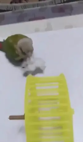 Just two buddies having fun. One of them is a jerk. Guess who? #funny #parrot #hamster #wheel