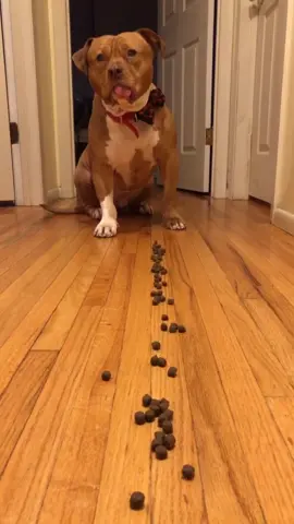 Move over Bowser #mariokart #dogs #pitbulls #pitbullsoftiktok #pitbulllove #foryou