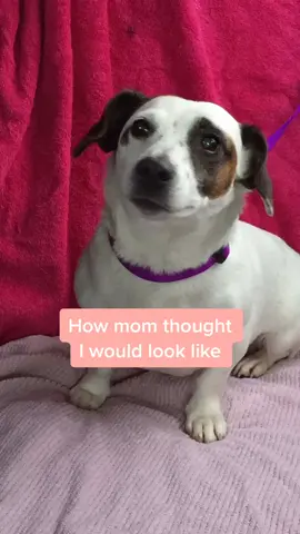 #morph #TalkToAnimals #BreakupWithBottled #myheartwhen #ThatsWhatILike #fyp #itwentlike #pamperedpets #개 #perrostiktok #tiktokpets #dog #mascotas