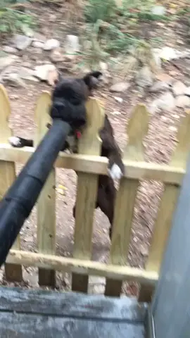 My dog does NOT like the leaf blower #fyp #foryourpage #puppy #dog #furbaby #funny #featureme