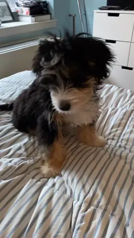 Furry Potato #foryoupage #foryou #bernedoodle #minibernedoodle