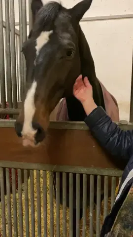 They’re so cute 🥺🦄💕 euer Batterie verrät euch zu wie viel Prozent ihr euch dieses Jahr im reiten verbessern werdet 👌🏻 #fy #foryou #equestrian