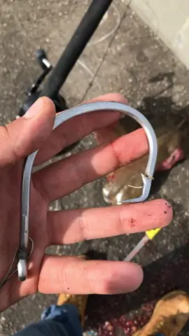 heeeere sharky sharky sharky 😂 #fishing #sharkfishing #avet130 #stingray #shark