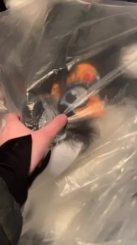 Ruen is finally off! Here’s hoping she has a safe flight. #dinomask #dino #furry @ruensrunes