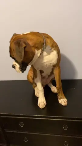 #petdrip #pilotpete #wasntme