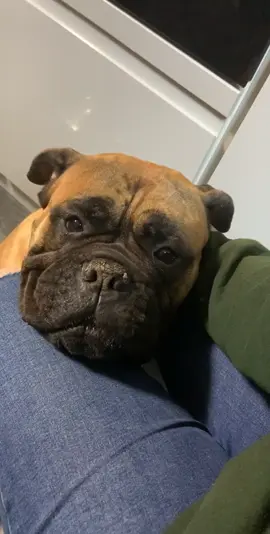 I love you cutie #fyp #dog #cute #foryourpage #Love