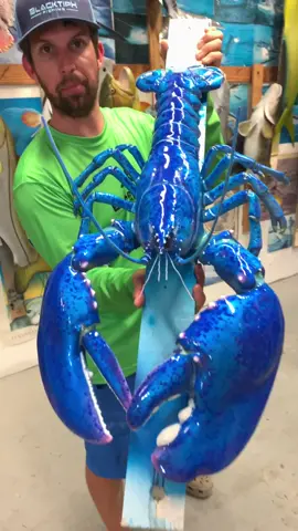 Check out the size of this rare blue lobster! #posetothis #rare #lobster #blue