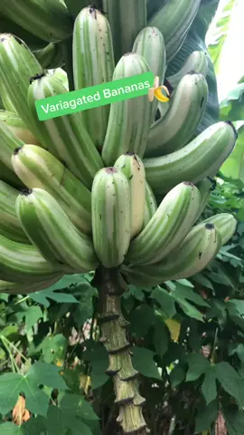 Super rare bananas that look like a zebra 🦓 #variagated #bananas #banana #tropicalfruit #fruit #plants #plant #nature #vegan #plantbased