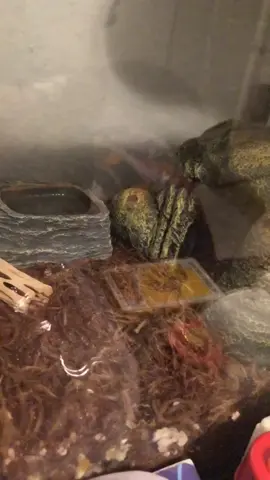 She wants cricketts apparently #petdrip #cat #cats #gecko #foryyou #foryoupage