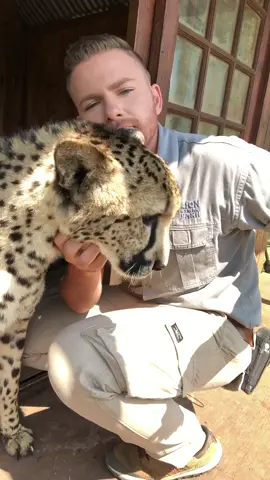 When your cheetahs have their own house... 🧡🐾 #cheetah #shandorlarenty #tiktoksouthafrica #foryoupage #southafrica #wildlife #fyp #nature #africa