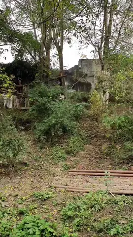 #panda #falling #funny #chengdu #top #china