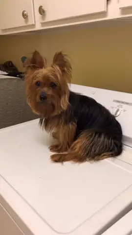 Nacho with the new cut! 😎 #fyp #foryou #foryoupage #seeya #dogoftiktok #doggo #yorki #haircutchallenge #fup #4yp