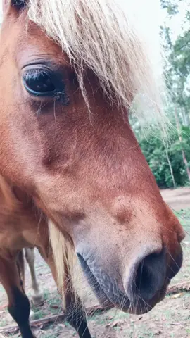 #guesswhathappened      #funnyhorse #cute #miniaturehorse #fyp