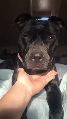 Melting my heart on a daily basis!🥺❤️#petpov #fyp #dog #dogsoftiktok