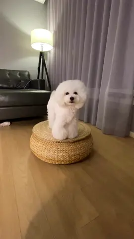 Tag your friend  #킴미소  #이아라  #dogtricks  #foryou  #dog  #poodle  #틱톡코미디  #tiktok