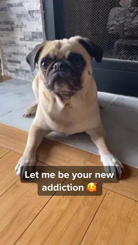 Hey baby won’t you look my way #foryou #pug