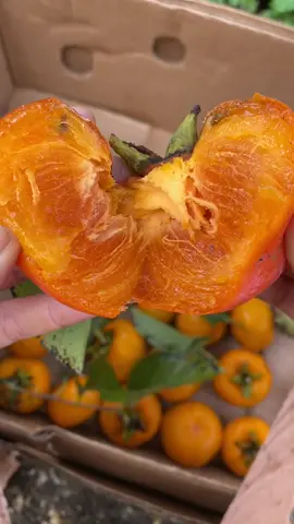 Mind blowing persimmons 🤯 #tropicalpersimmon #persimmon #rarefruit #exoticfruit #tropicalfruit #fruit #fruits #vegan #raw #rawvegan #mindblown #yum