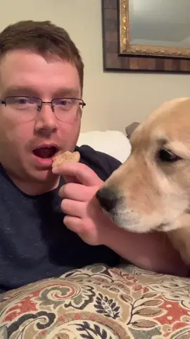 So hard not to laugh 🤣 #stopwaitaminute #dog #dogdad #goldenretriever #stop