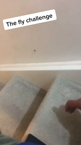 Who hate flies #flychallenge #tiktok #fyp #foryou #foryourpage #thekoiboys #nuzinator