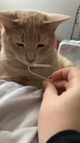 kitty purrs asmr #cats #kitty #fyp #foryou #foryoupage