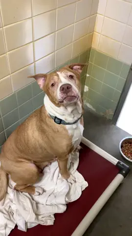 Grandma Maggie update 🥺 Still waiting for her forever home #dog #fyp #foryou #foryoupage #dogsoftiktok #pitbull #shelterdog