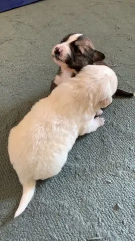 Newborn puppy noises... are. the. cutest. 😍 #puppylove #newbornpuppies #socute #playtime #fosterpuppies #savethemall #fyp #adoptdontshop #foryоu