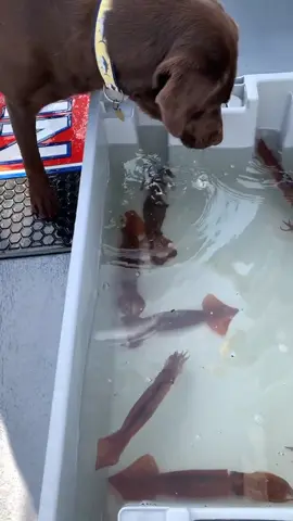 Riley wants to play with the squids! 🦑🐶 #squid #massbayguides #bluefintuna #saltwaterfishing #dogfishing