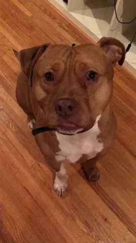Is he kidding with these sounds??? #volumeup #piggy #pitbulls #pitbullsoftiktok #foryou #fyp #xyzbca