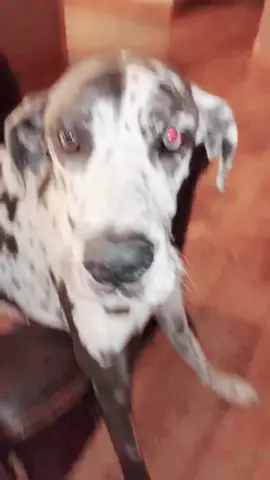 if you have a great dane duet this video!! #WhatWouldHarleyDo #wholesomeplottwist #allthedifference #athleisure #fyp #greatdane