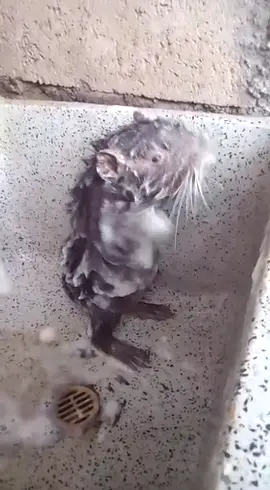 Tahun tikus, menjelang imlek tikus mandi dulu🤣🤣🤣