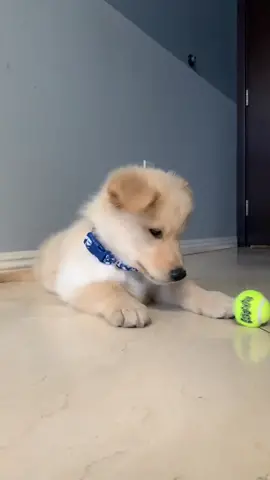 new puppy vibes #fyp