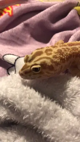 My sausage #foryoupage #fyp #foryou #cinematics #WhatWouldHarleyDo #bigair #leopardgecko