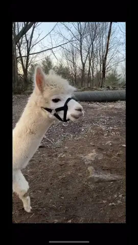 Keith with all the bad words #alpaca #funnyanimals #mrw