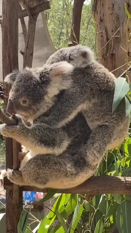 #australia#mum and bub#savekoalas