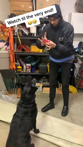 You have to watch til the very end! 😂💀 #dog #magictricks #animalreaction #foryoupage #xyzbca