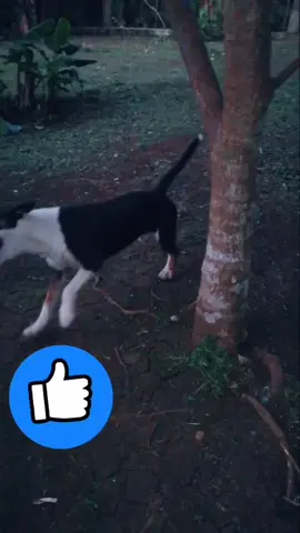 Entrenando con springpole #perros #dogs #panamá #springpole #Love #bullterrier